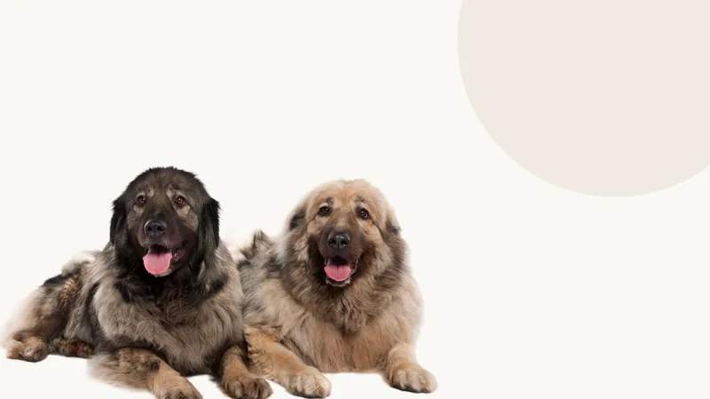 Two happy, freshly groomed dogs welcoming visitors to Uptown Bark