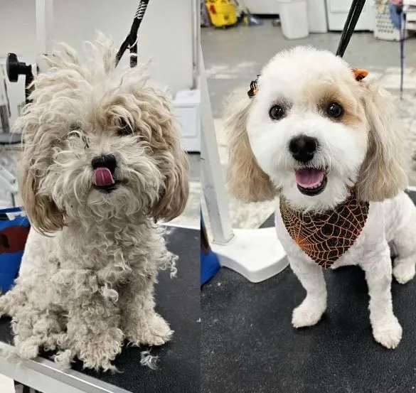 Before-and-after of a grooming appointment at Uptown Bark: a shaggy, overgrown coat on the left and the same dog clipped and tidied on the right